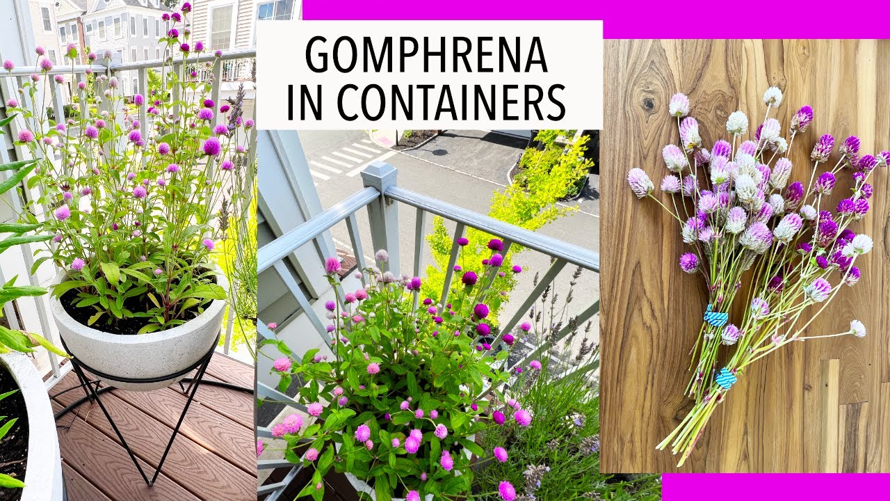 Grow Gomphrena in Containers | GLOBE AMARANTH | Balcony Deck Gardening