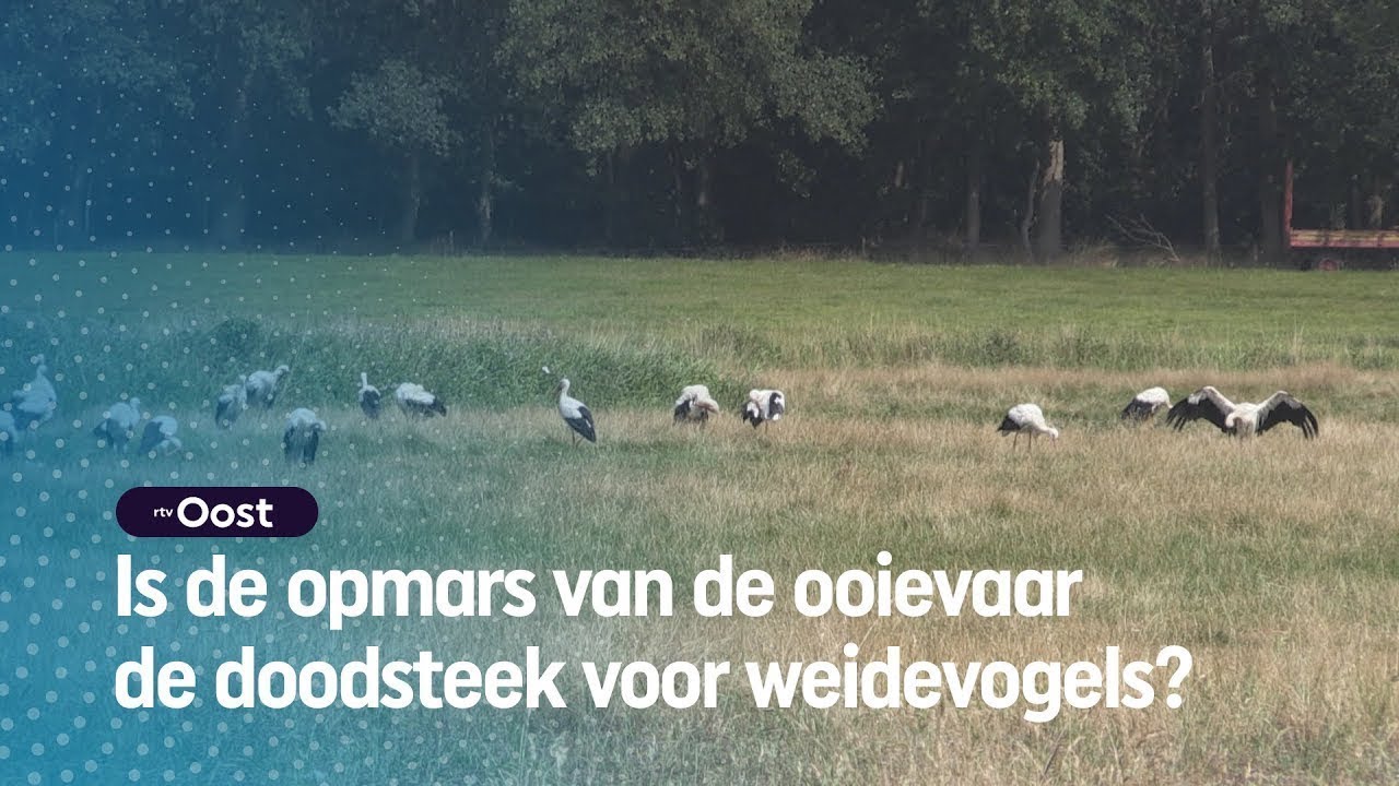 Zijn er teveel ooievaars? 