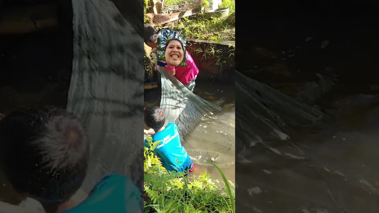 Harvesting Tilapia