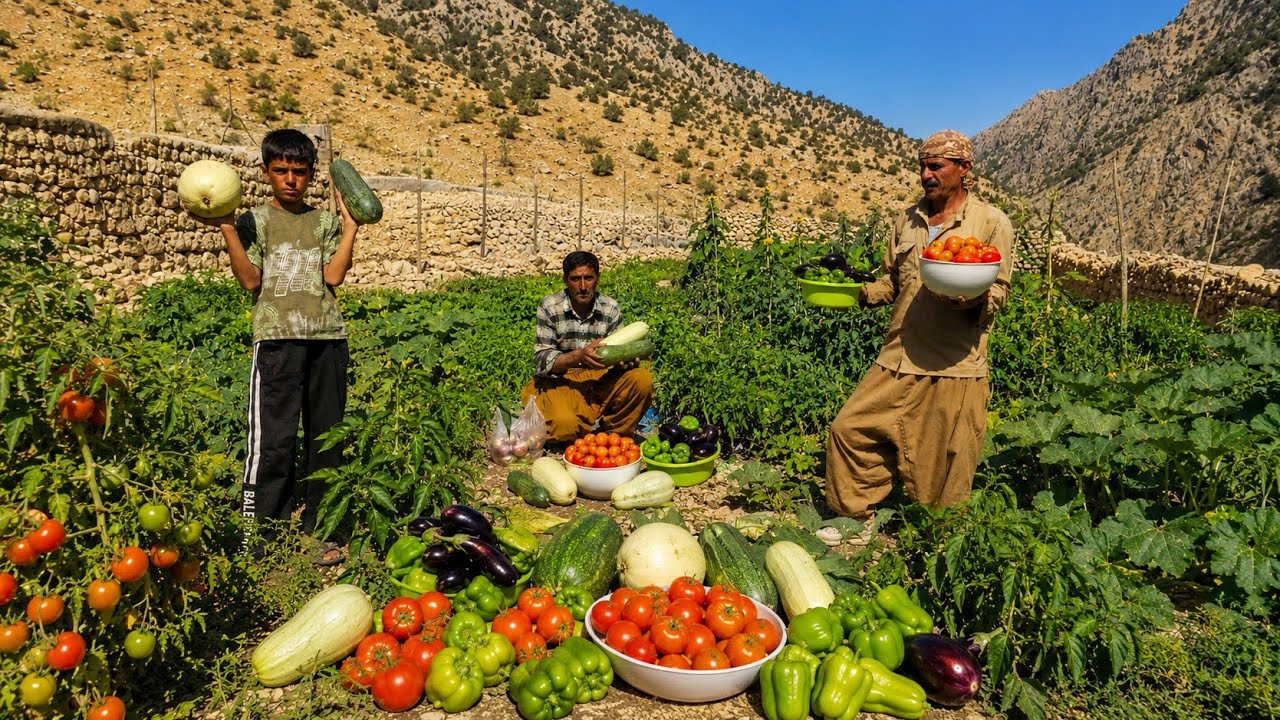 🫑🍇🧅Fresh Farm:🌱Harvesting fresh organic and natural produce | Harvesting tomatoes,peppers,eggplants🍆