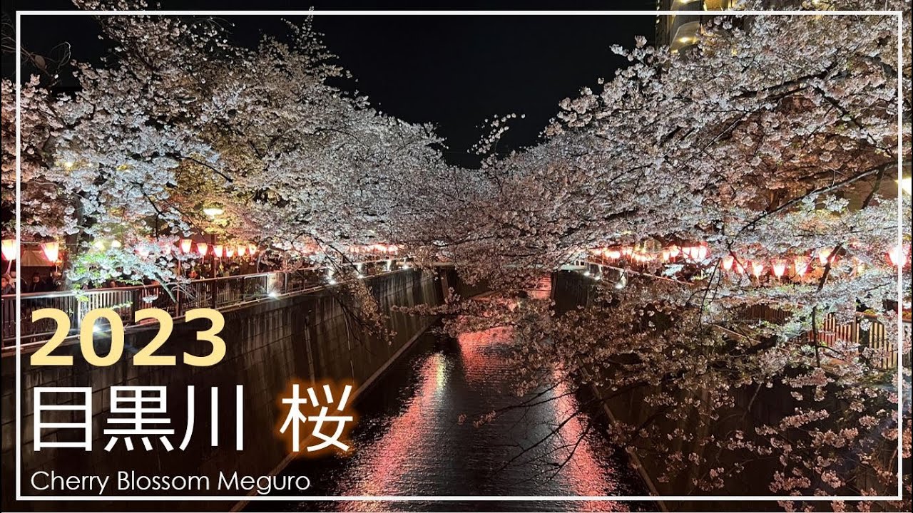 [2023桜祭] 目黒川 Meguro River, Tokyo [Cherry Blossom (Sakura)