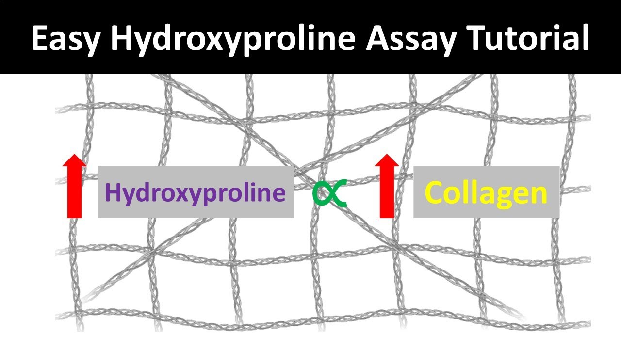 Hydroxyproline Assay Explained: The Ultimate Method to Determine Collagen Content