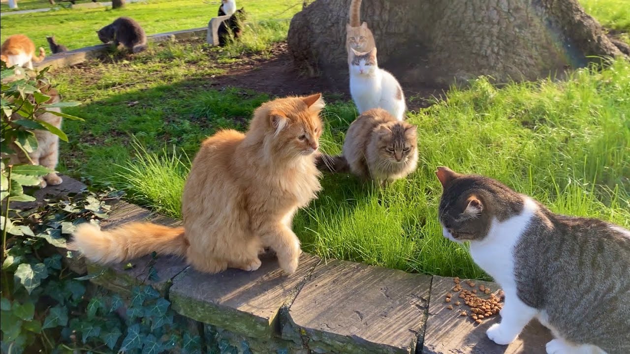 The cats living in the park are incredibly beautiful. I gave them food.