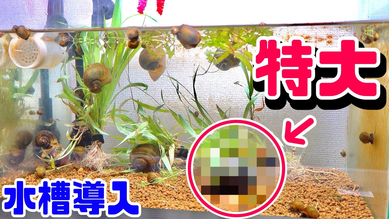 特大サイズ捕獲！ジャンボタニシ水槽へ導入すると…