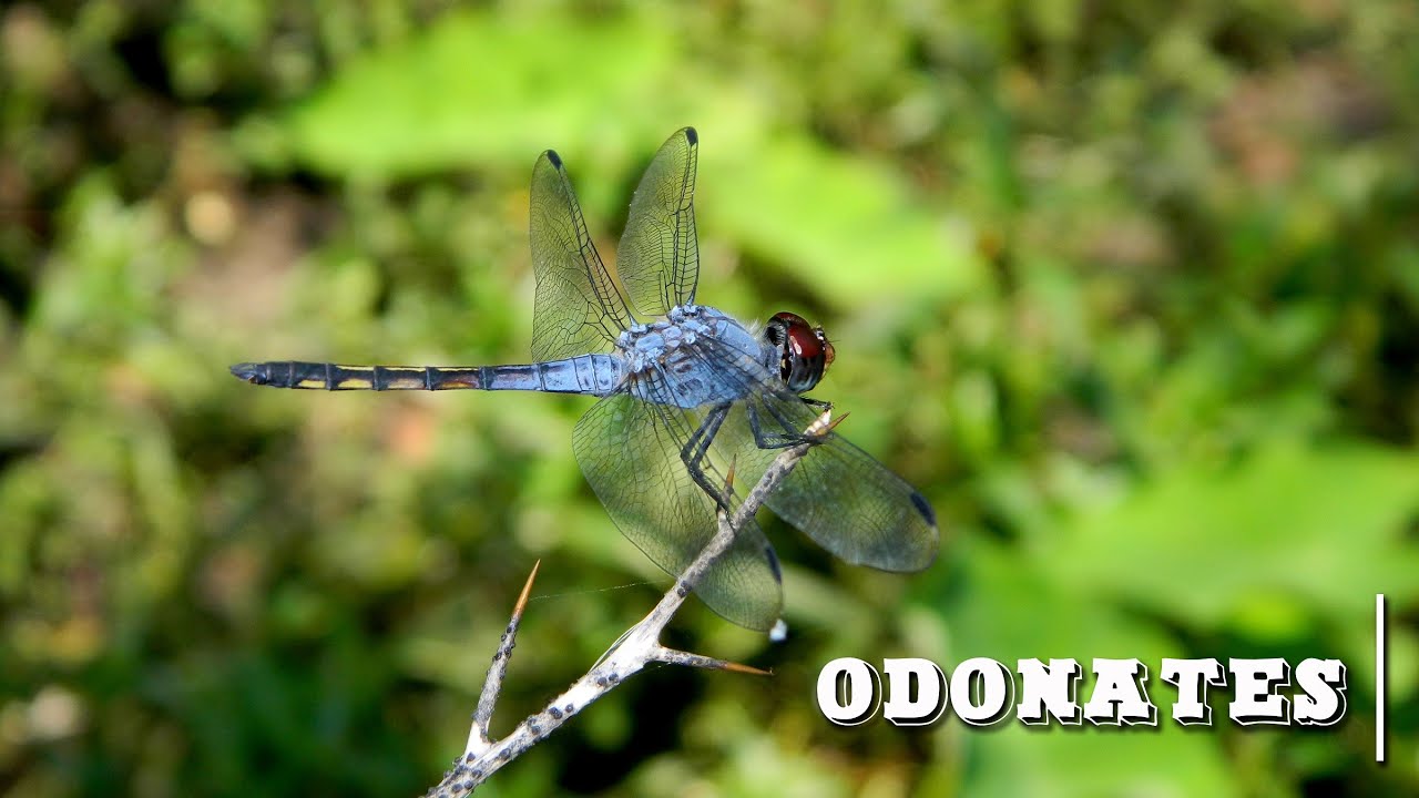 Odonates: The secretes world of Dragonfly and Damselfly |Short Documentary