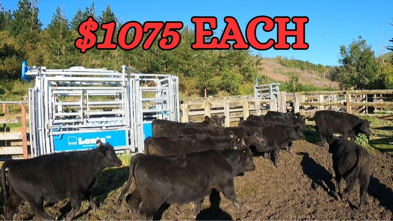 Calf Weaning - Our Best Result Ever. Angus Steer and Heifer Calves 2025