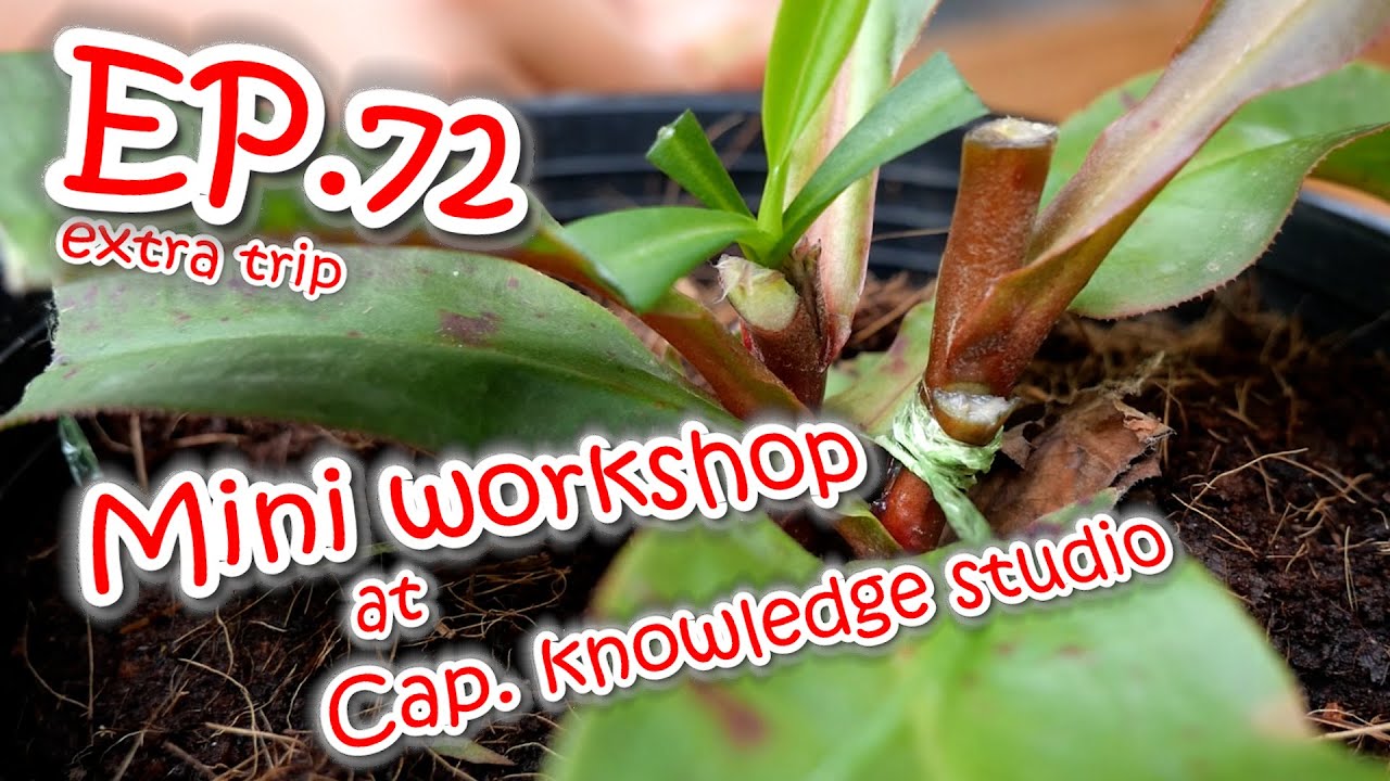 EP.72 et. mini workshop grafting Nepenthes at cap. knowledge studio(มินิเวิคฉ็อปเสียบยอดหม้อ)