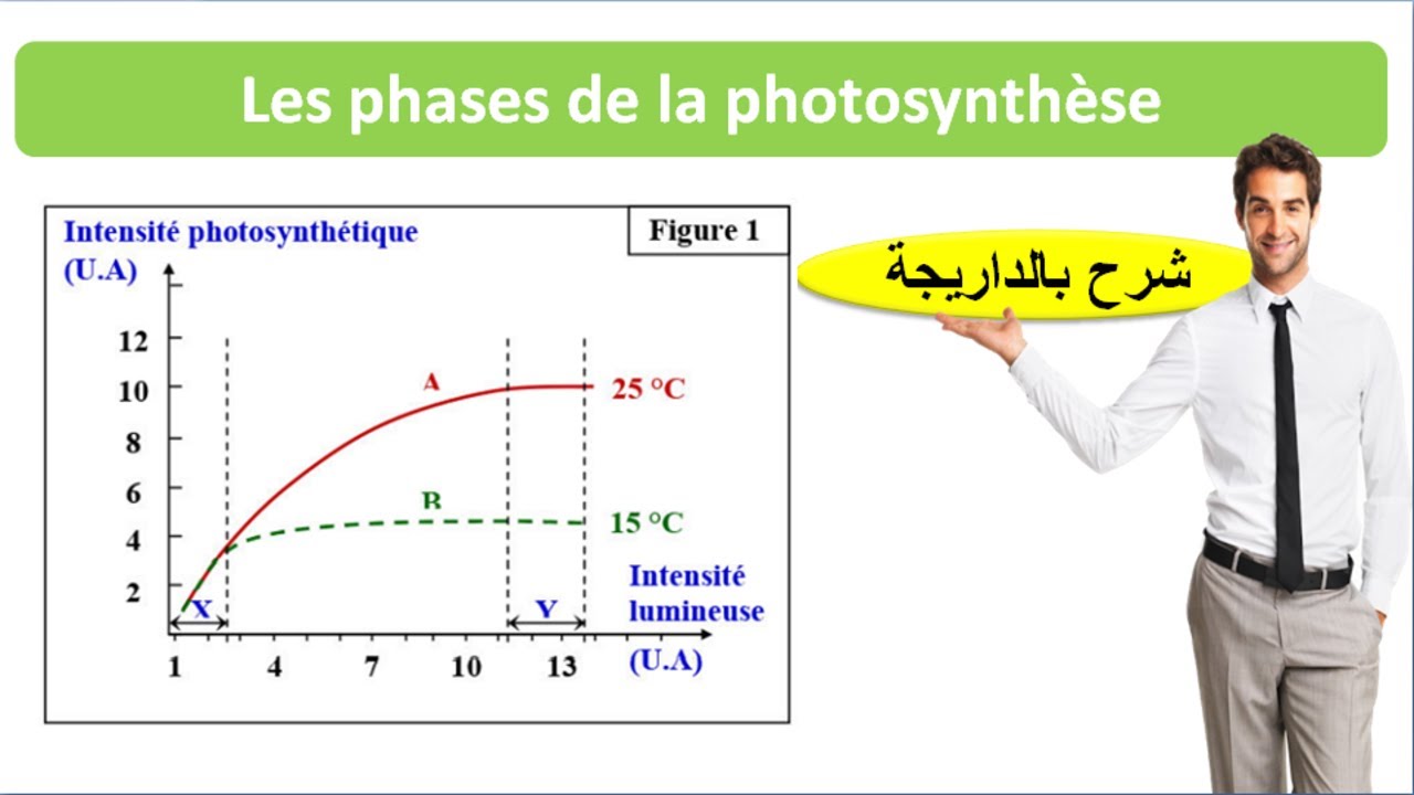Les phases de la photosynthèse  svt 1bac (شرح بالداريجة)