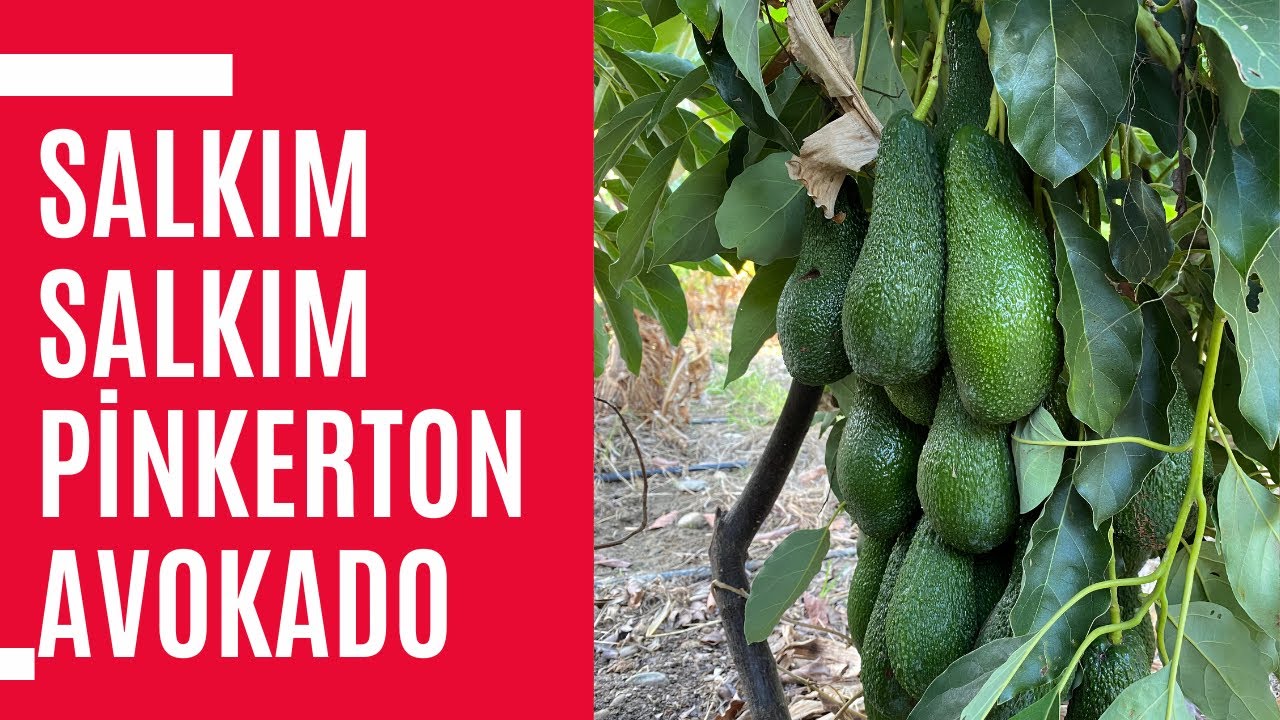 Salkım salkım Pinkerton Avokado - Avokado bahçe gezisi.