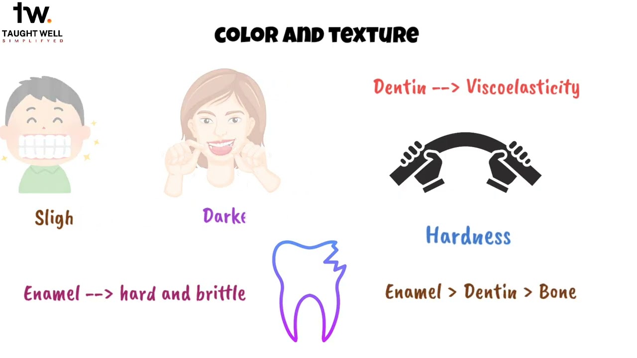 Histology of Dentin
