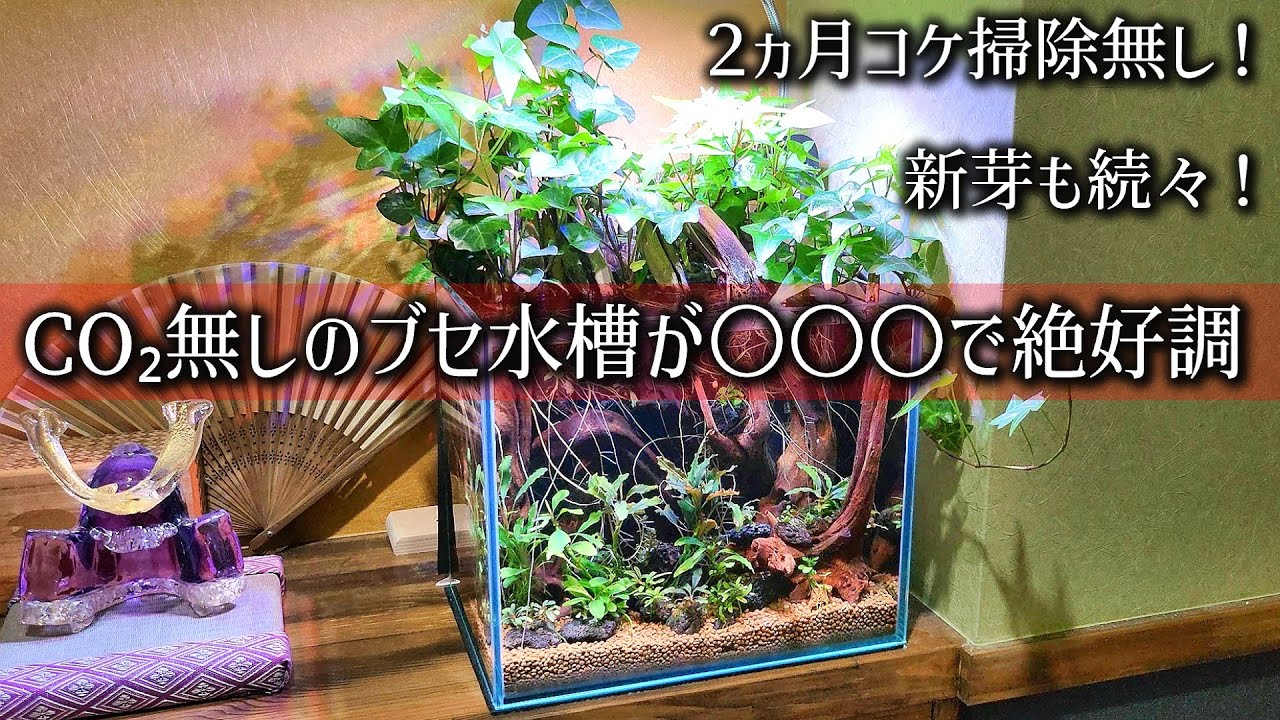 【必見】ブセファランドラをCO₂無しで綺麗に育てる方法！
