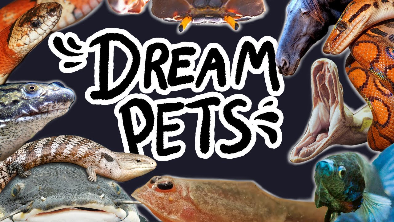 My Dream Pets (most of which I will never own lol)