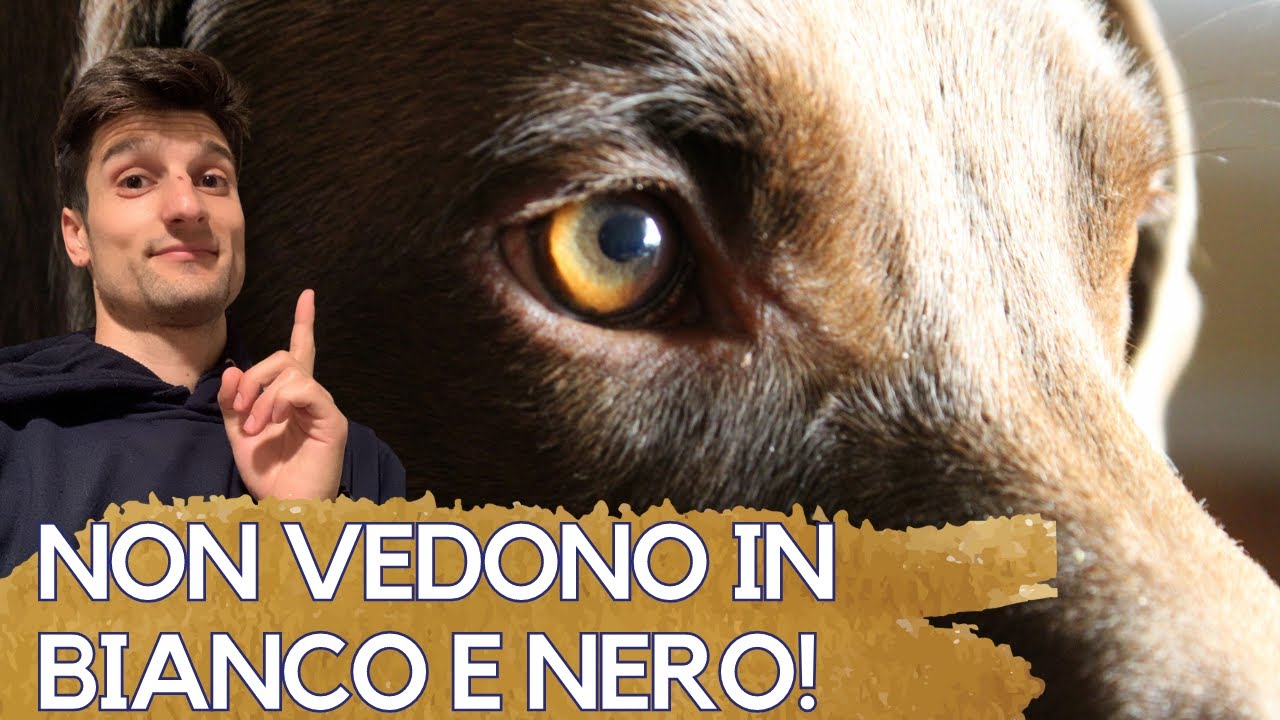COME VEDE IL CANE? Un tuffo nella vista del tuo amico a 4 zampe