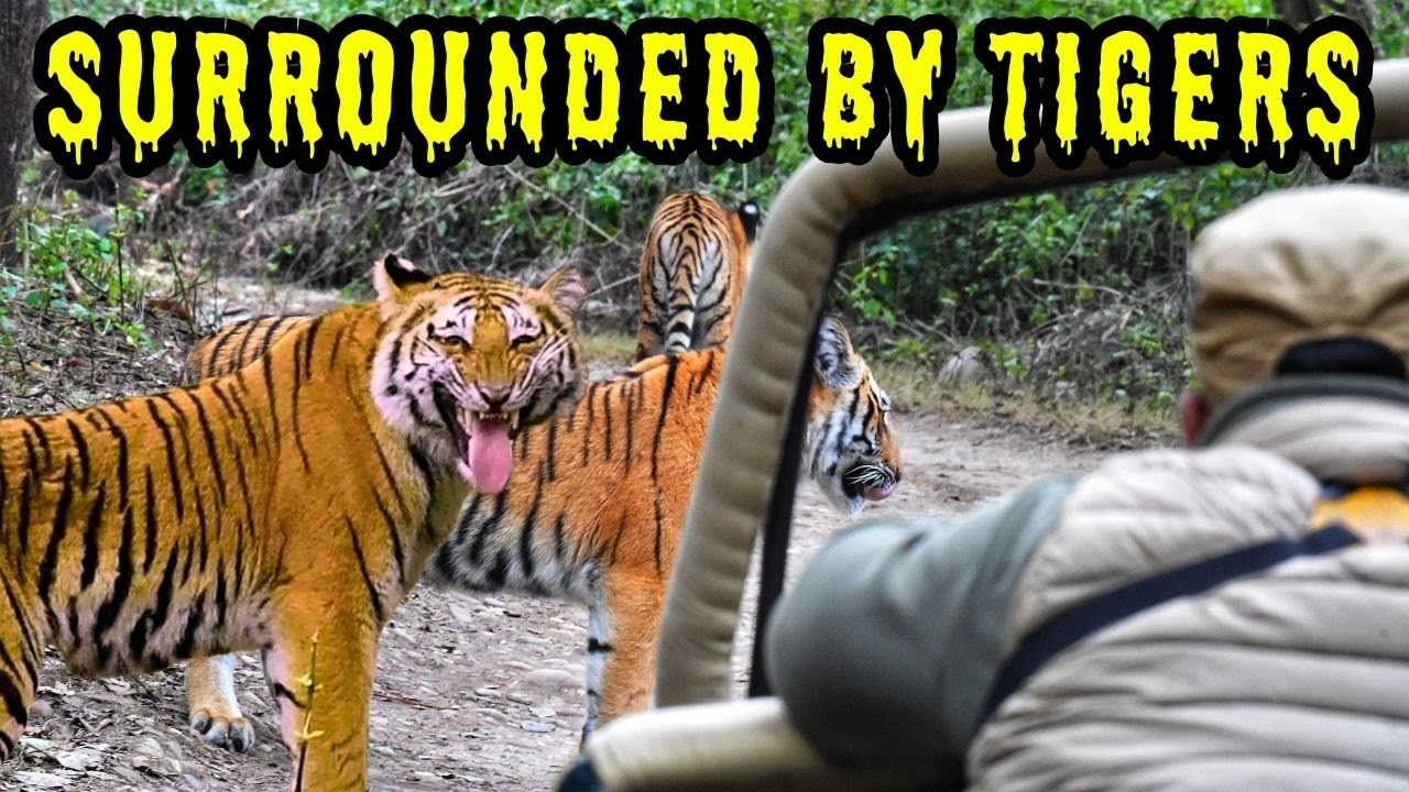 3 Tigers Surround our Gypsy in Jim Corbett Dhikala Zone | Jim Corbett Best Zone | Dhikala Safari