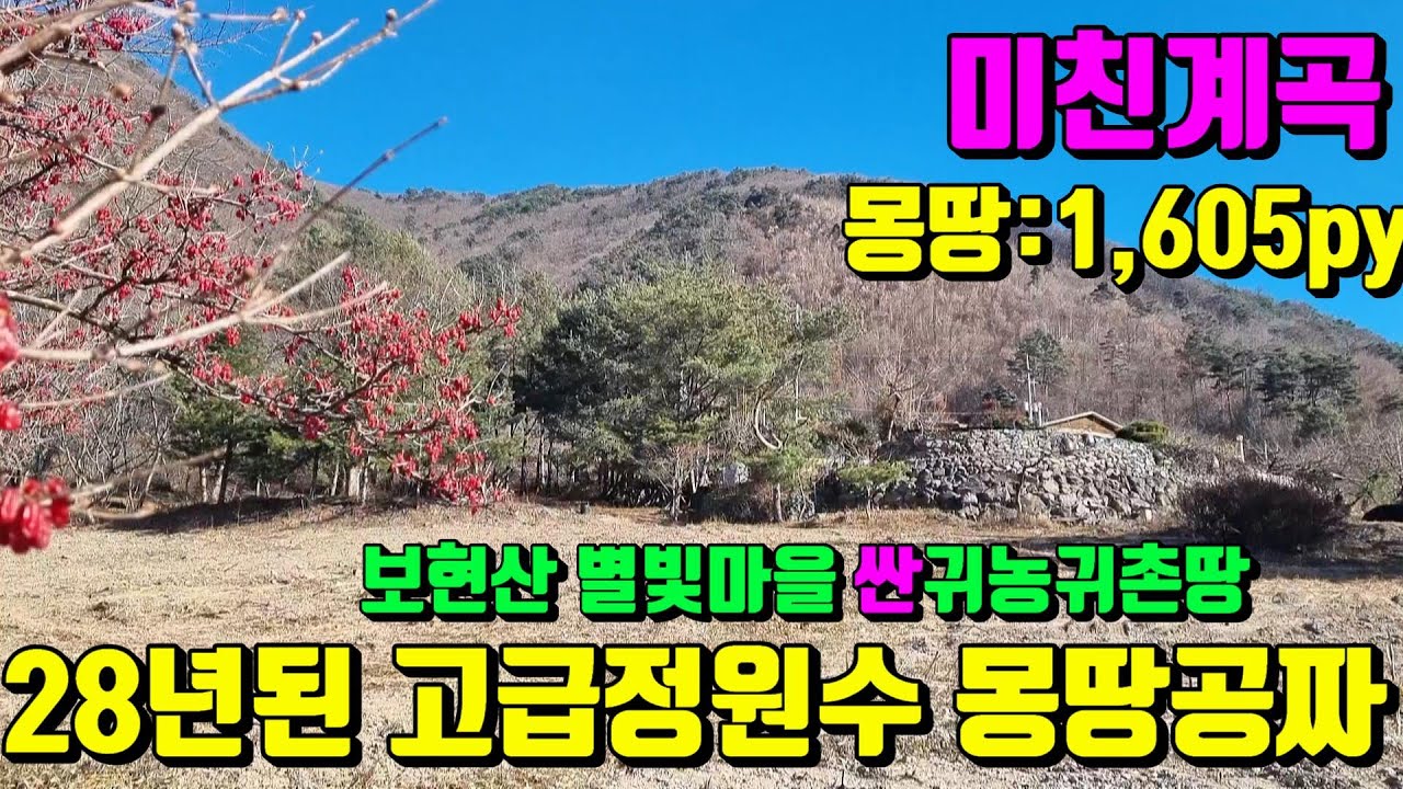 [No.232]보현산별빛마을 병풍처럼 둘러싸인 28년된 고급정원수 몽땅공짜! 미친계곡 바로반할 싼~영천귀농귀촌땅매매 (총평수:1,609py)/영천부동산가이드/영천부동산