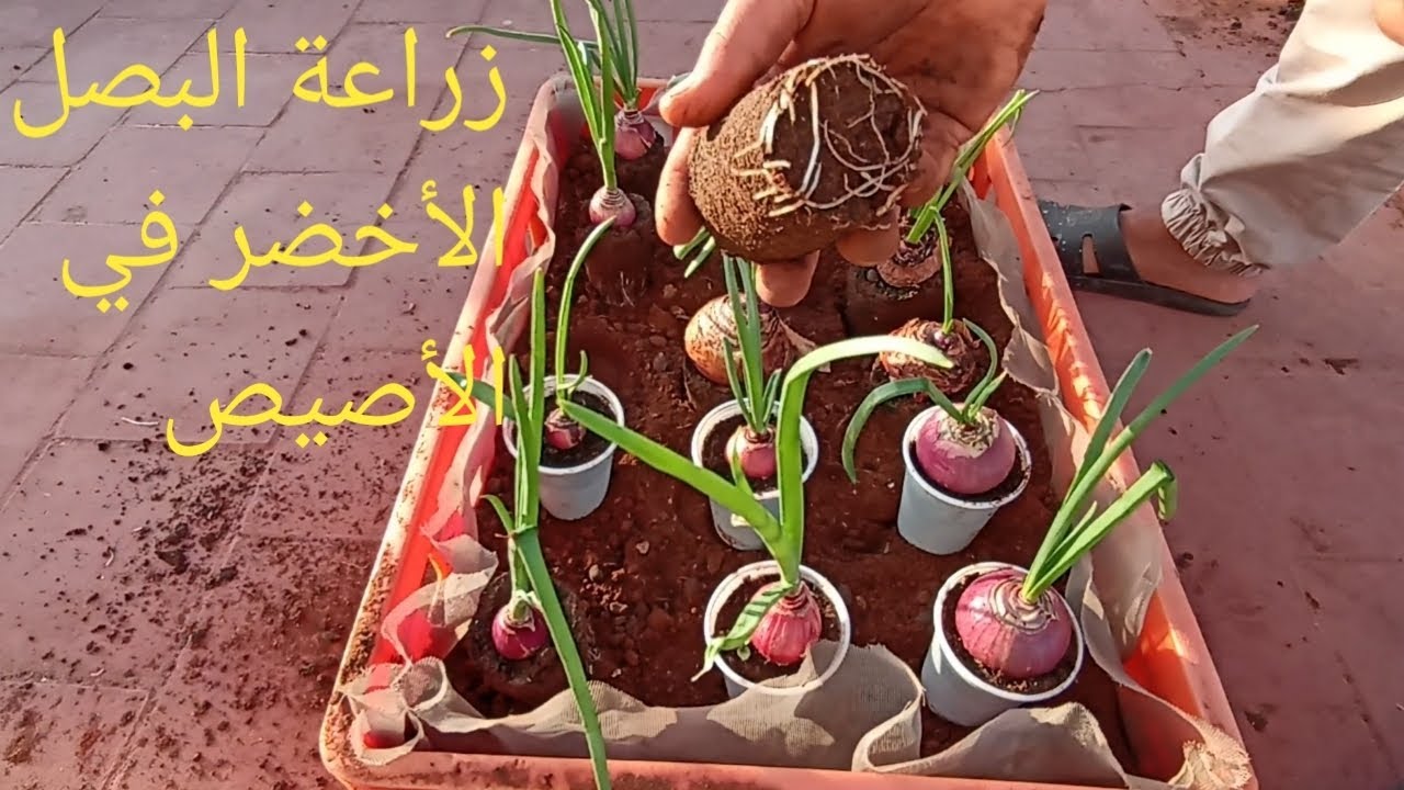 أسهل طريقة لزراعة البصل الأخضر في البيت