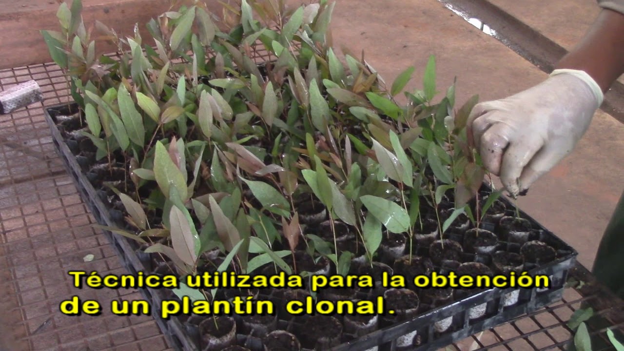 Vivero Eucalyptus Clonal - Segunda Parte