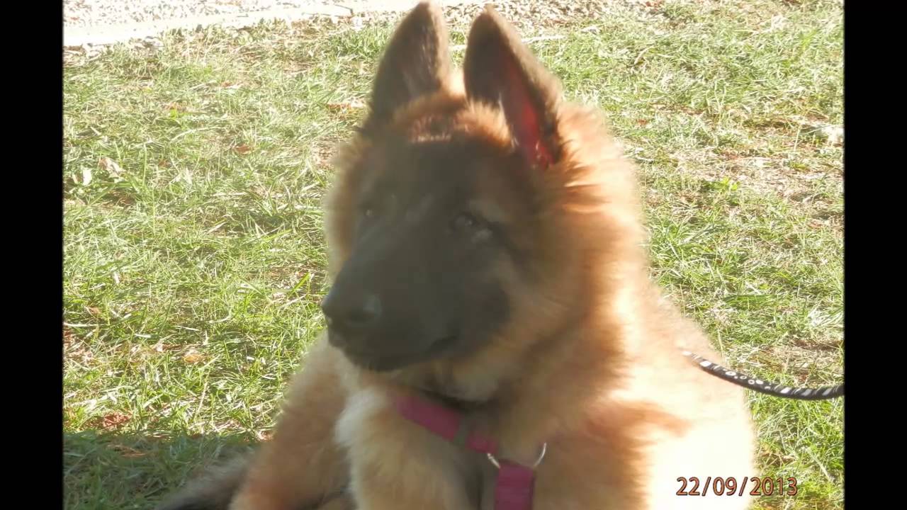 Echo Berger Blege Tervueren