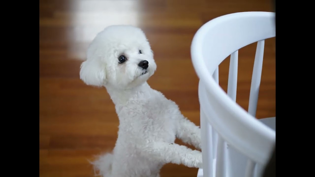 쪼이
