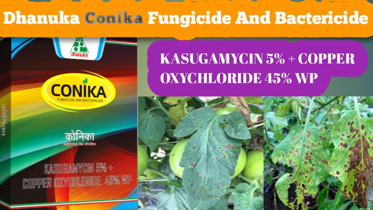 Dhanuka Conika Fungicide and Bactericide | Conika Fungicide | KASUGAMYCIN5%+COPPER OXYCHLORIDE45%WP