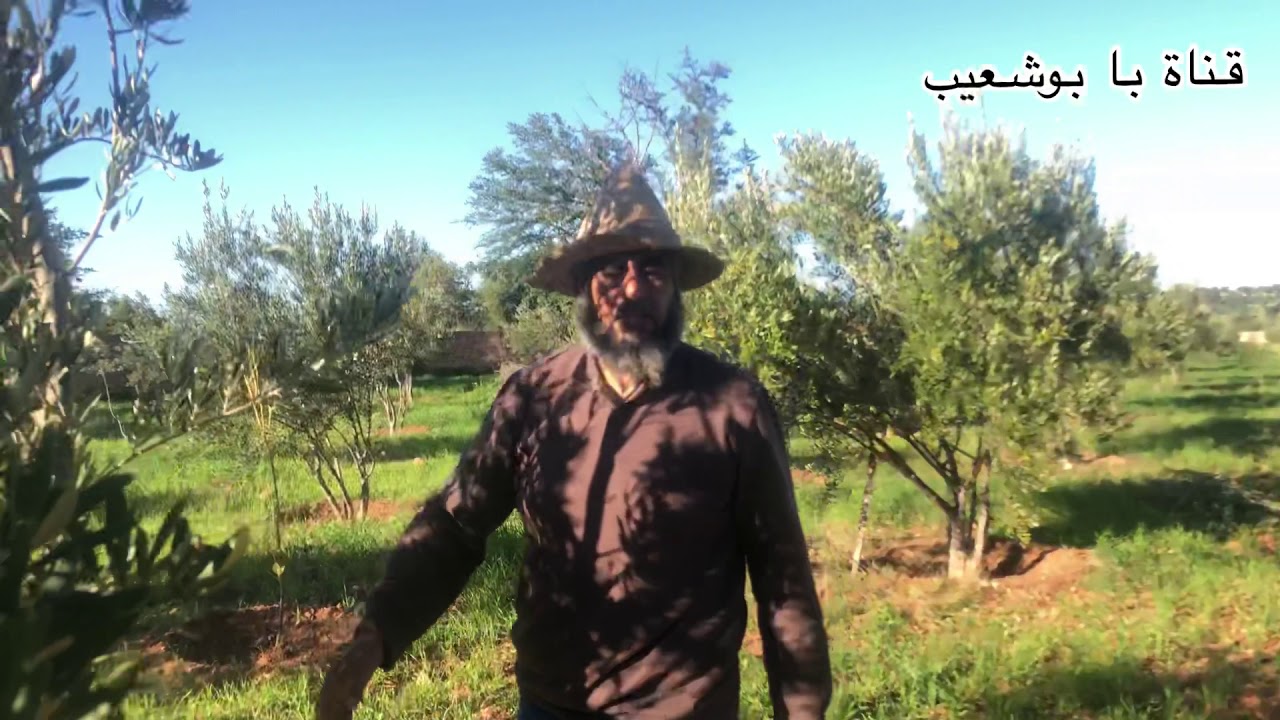 الطريقة الصحيحة لوضع الفوسفات في أشجار الزيتون