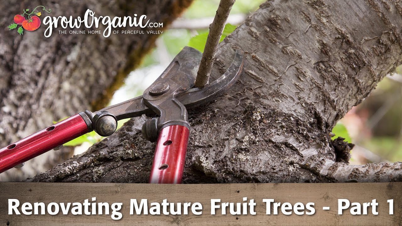 How to Rejuvenate Old Fruit Trees