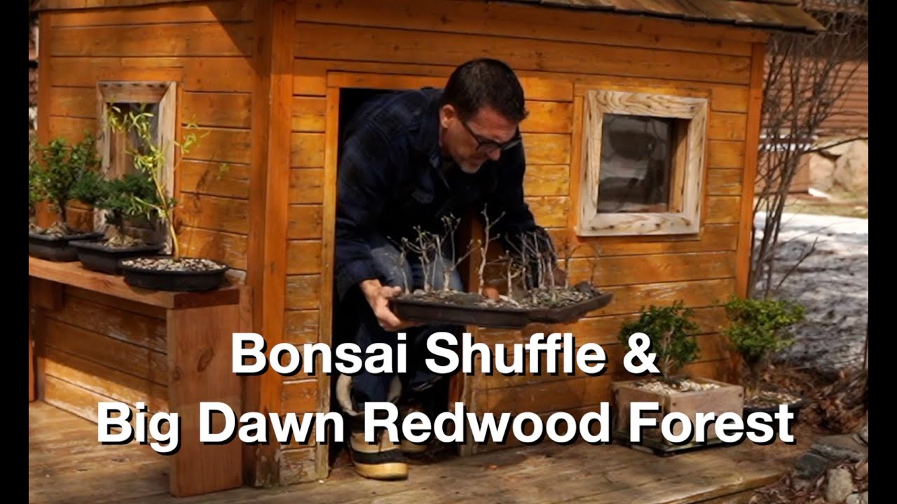 Bonsai Shuffle 2024:  Dave's Bonsai E384
