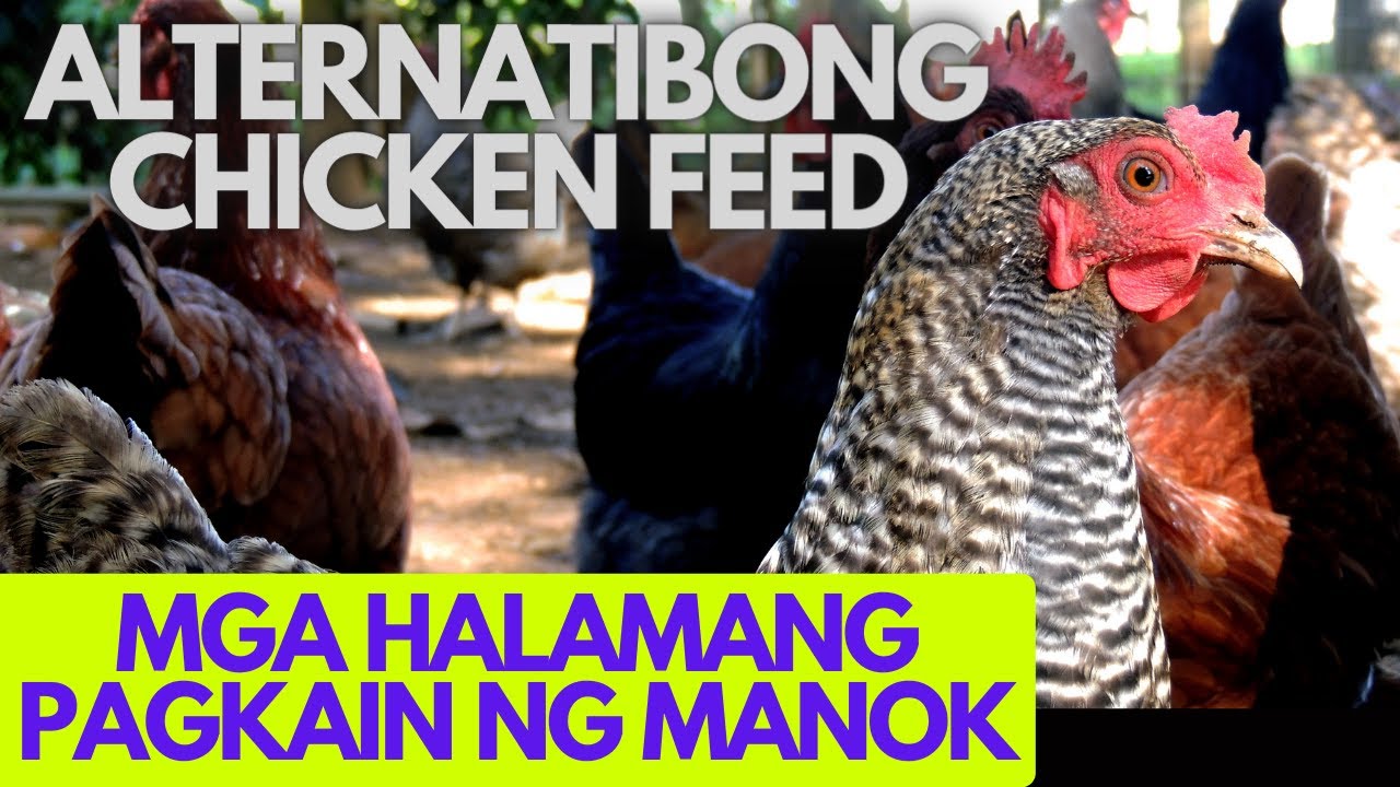 Anim (6) Alternatibong Pagkain Para Sa Mga Manok | Halaman | Free Range Chicken Farming winwin farm