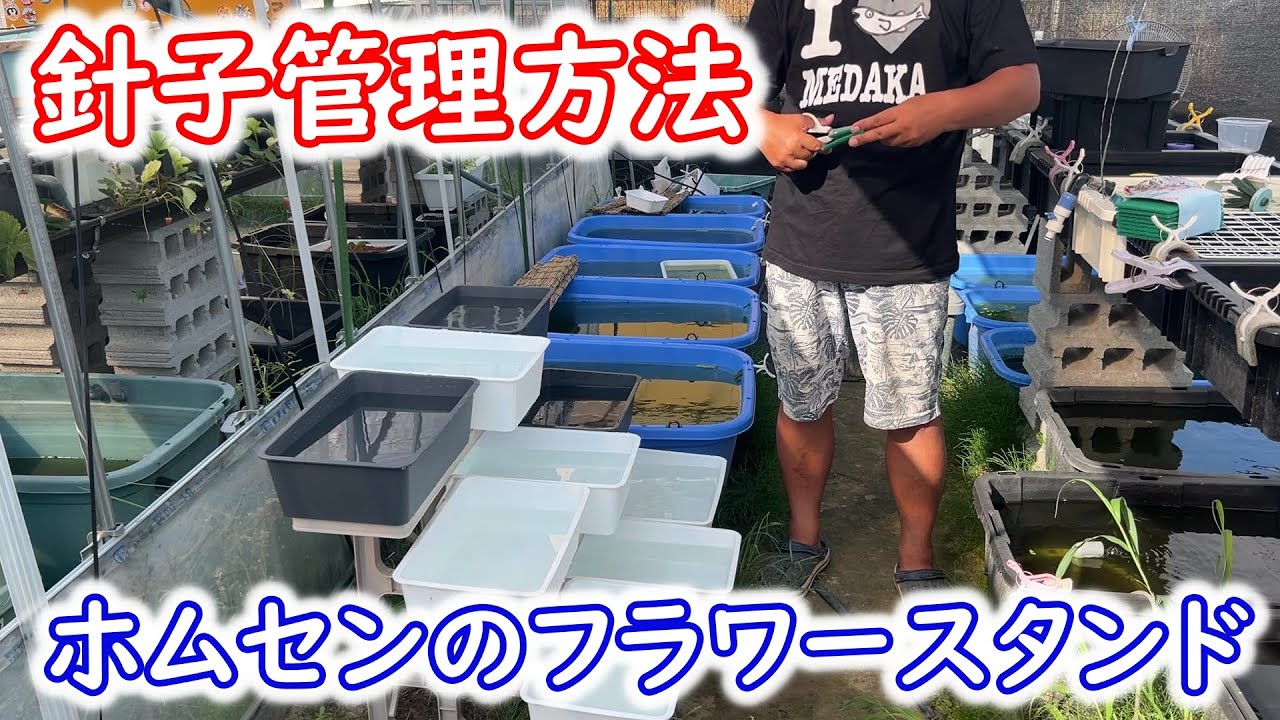 【めだか】針子用の棚を自宅から持ってきました。Ｂ型おやじ