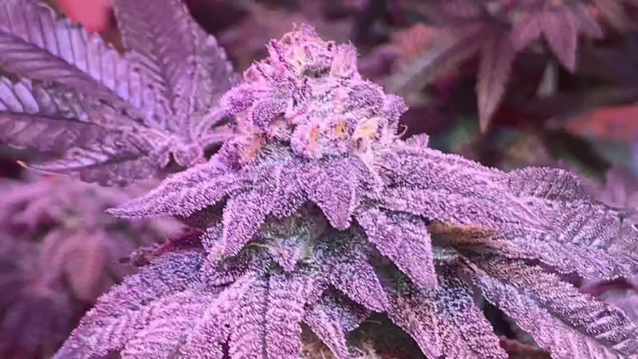 The Flushing. KKJetFuel OG, Runtz, Gelato.