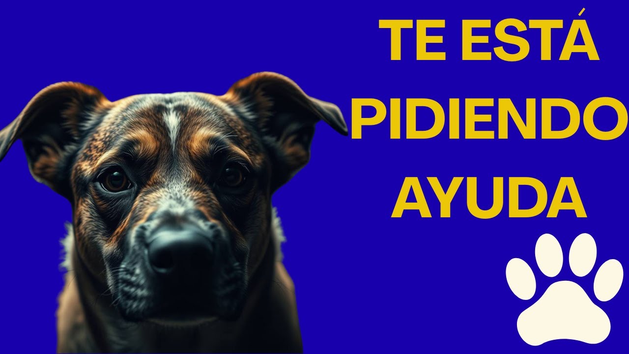 TU PERRO TE ESTÁ PIDIENDO AYUDA Y NO LO SABES