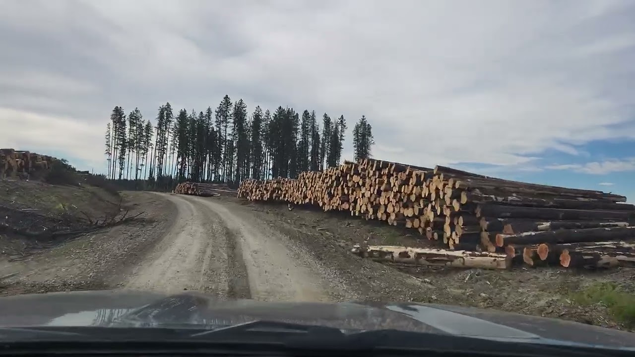 Logging trees In Alberta