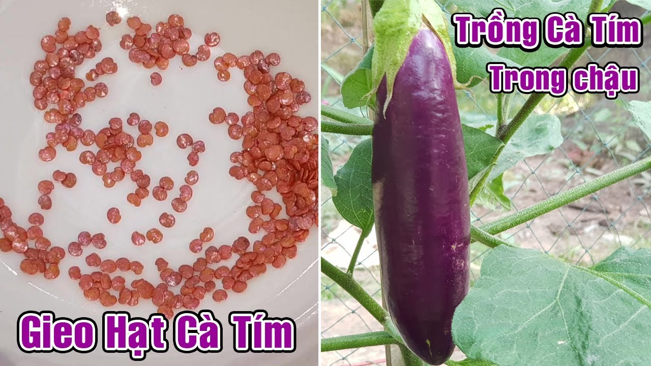 Cách gieo hạt cà tím và trồng cà tím trong chậu.