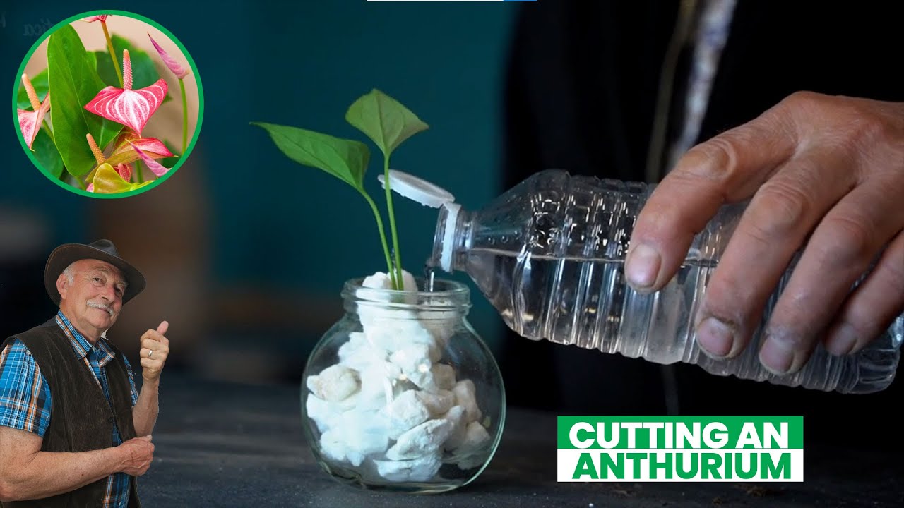 🌿 Антуриумы легко размножаются в воде!