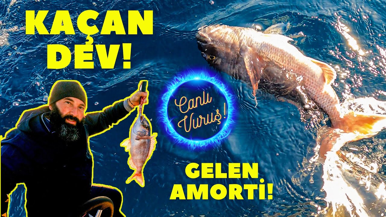 Önemli Bilgiler İçerir - Kopartan Dev Balık - Gelen Amorti - Tai Rubber - Live Strike - Pagrus