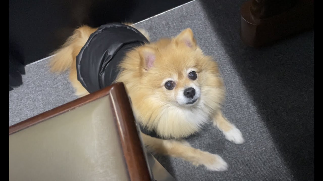 체리 일상