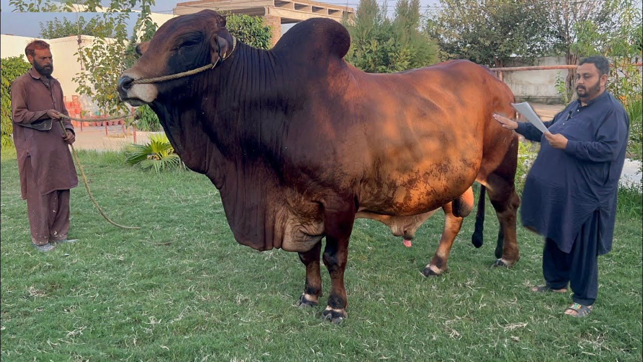 Elite Sahiwal Bulls of K & Z Sire Semen Production Unit #sahiwalcow #cow #dairy