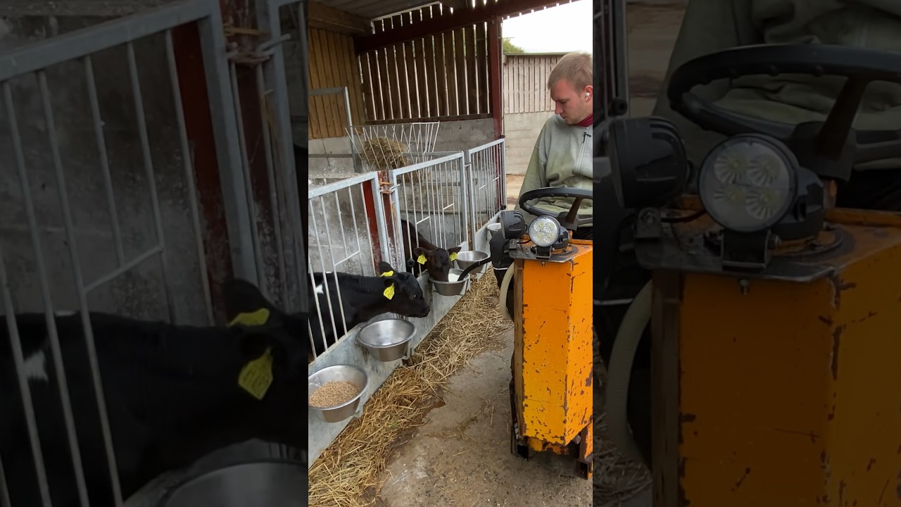 Calf Comfort Zone: The Latest Feeding Technology