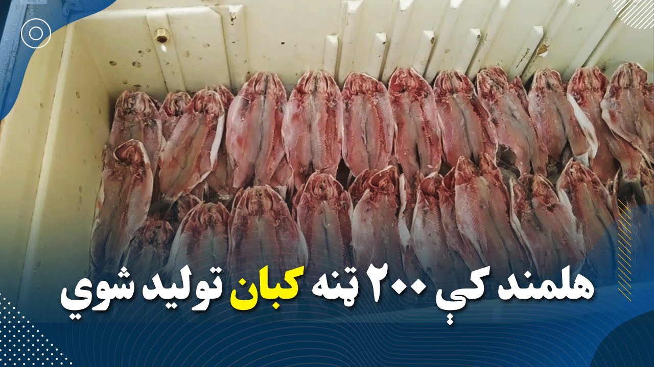 هلمند کې ۲۰۰ ټنه کبان توليد شوي
