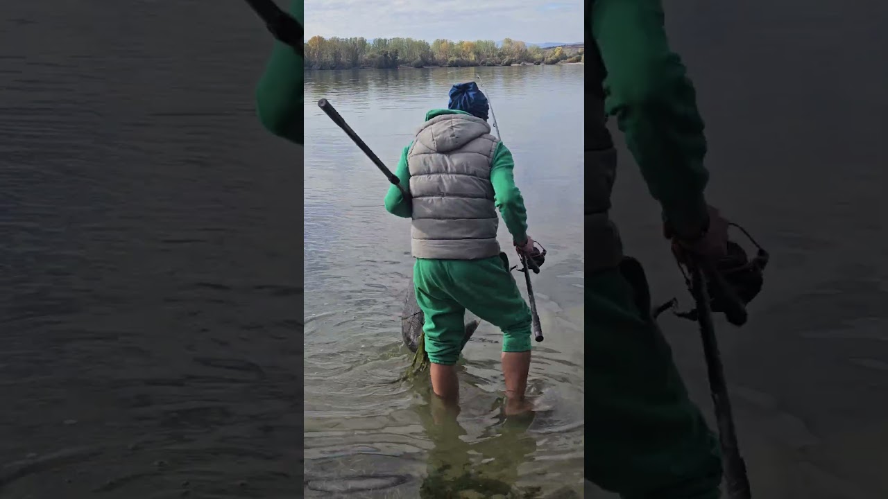 Nu credeam ca este asa mare .Mreana RECORD !!!  #pescuit2025  #fishing #barbel #fishingromania #crap