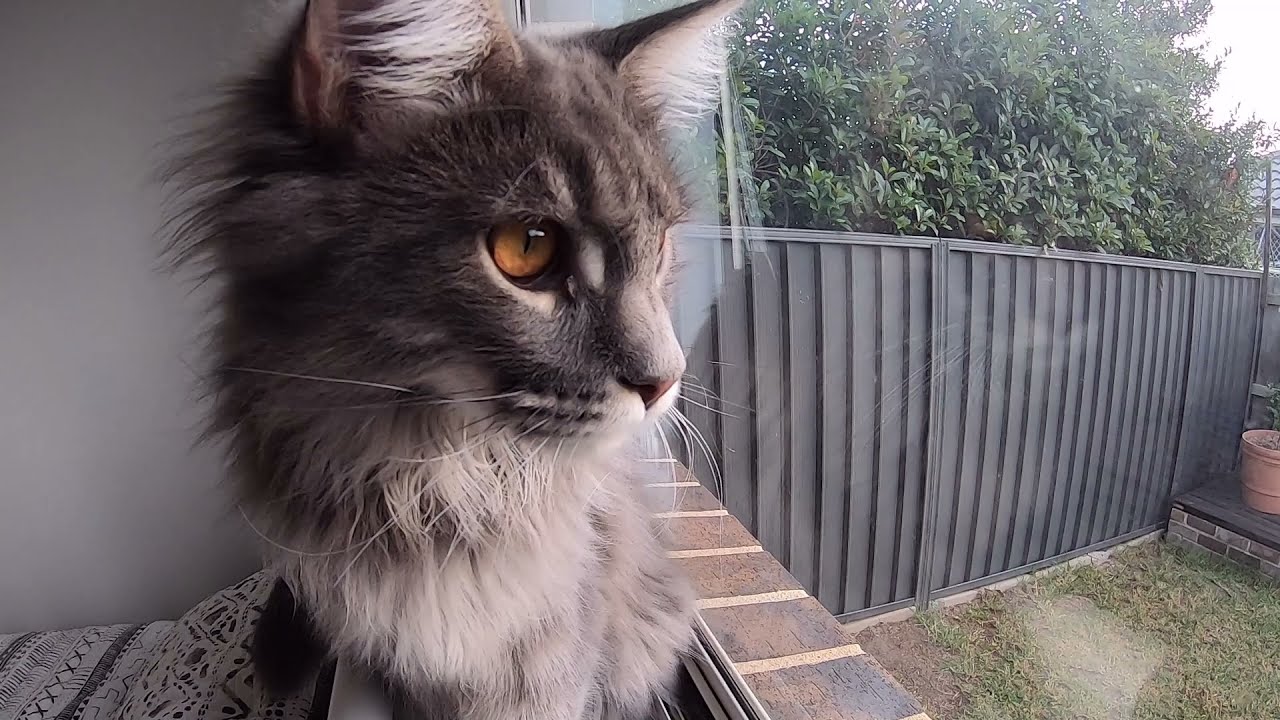 HD - Cute Maine coon and Calico Kittens enjoy the view and have a little chatter!