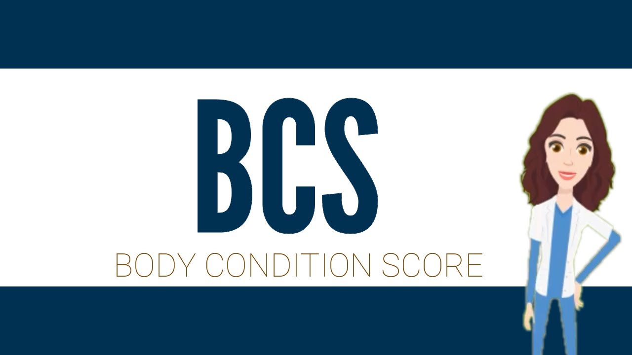 Tutorial: How much to feed your dog. Perform a Body Condition Score on Your Pet