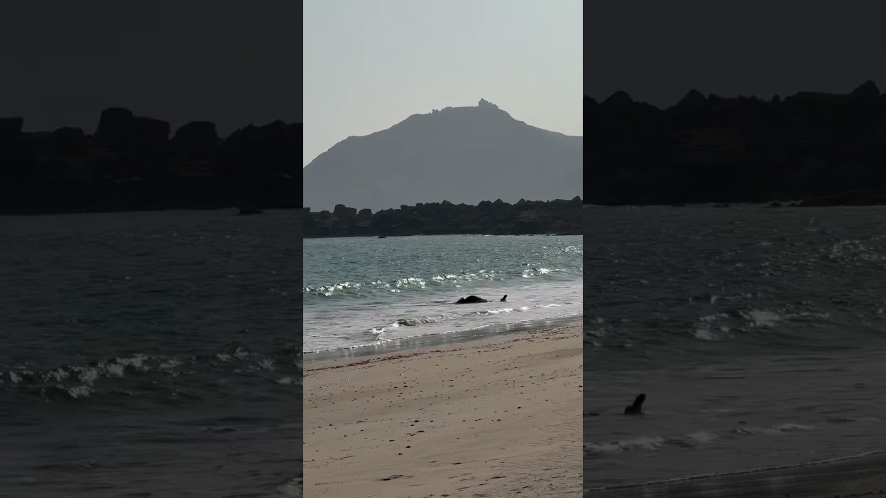The Camel Sees the Sea for the First Time! 🐪🌊  | Saudi Moments | Middle East
