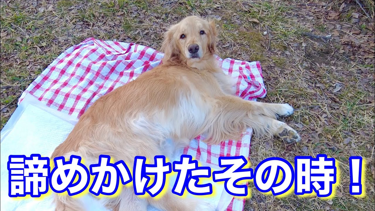久しぶりにお外に行ったメイプル。お父さんとお母さんが帰る準備を始めた直後に、、、！【メイプル闘病記#172】
