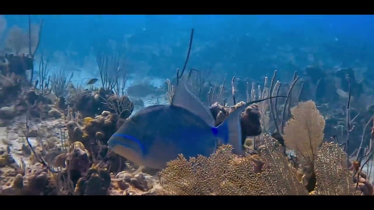 Bahamas Aggressor Liveaboard Jan 2025