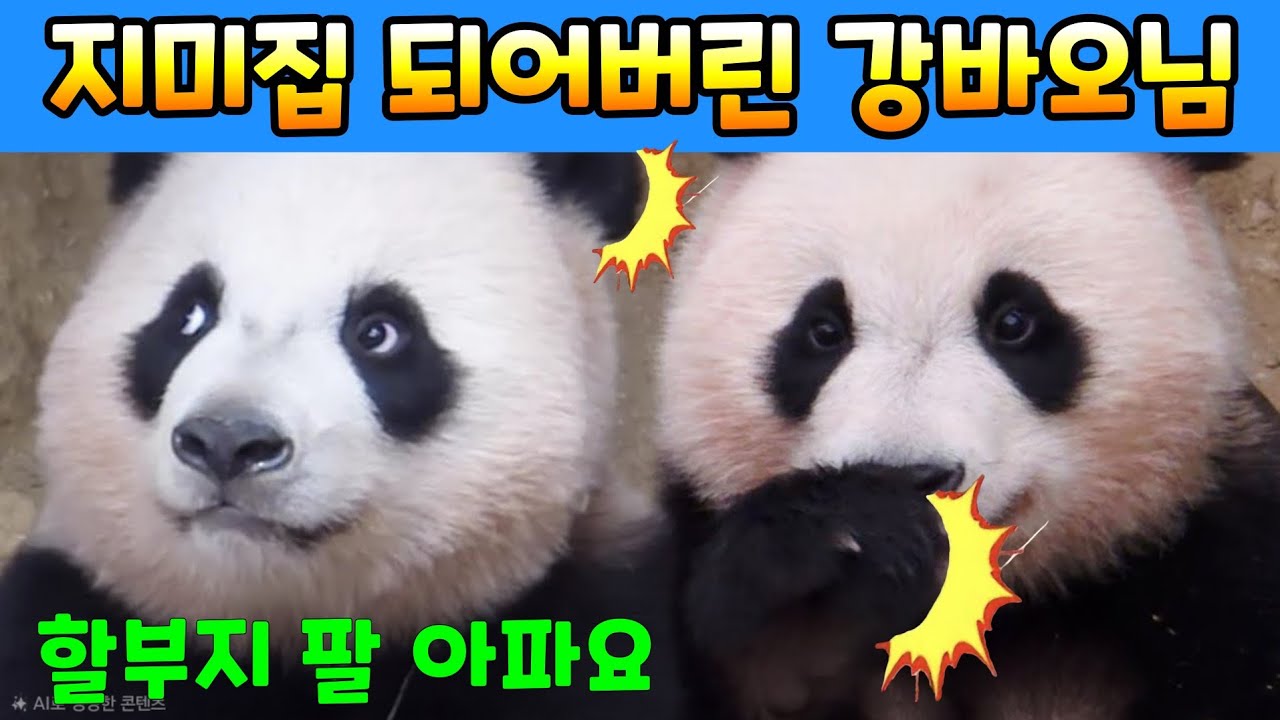 2026년 3월 26일 지미집 되어버린 강바오님 할부지 팔 아파요 에버랜드 루이 후이 