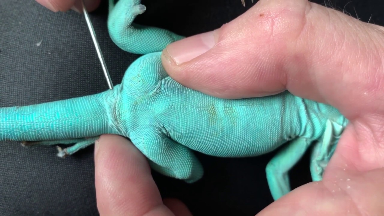 How to sex young iguanas.