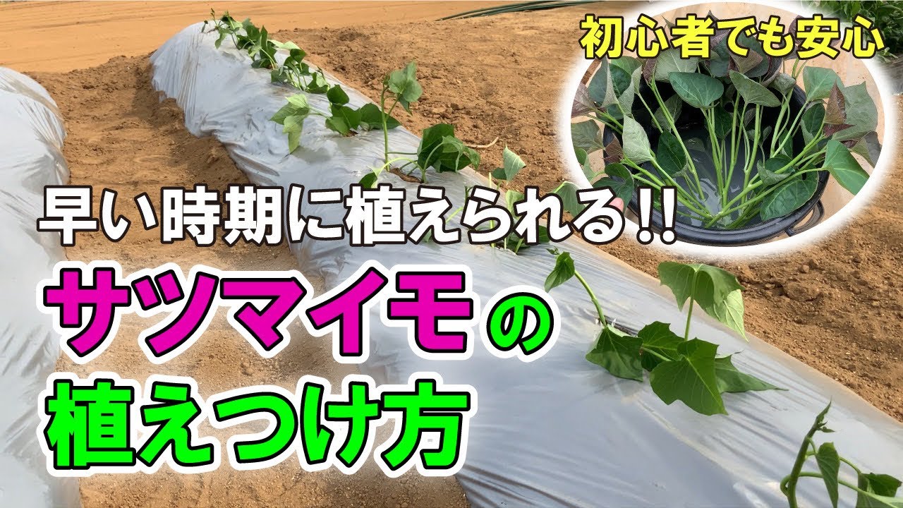超早植え栽培！　サツマイモが根付く方法【病気対策も忘れずに】　タネのハシモト