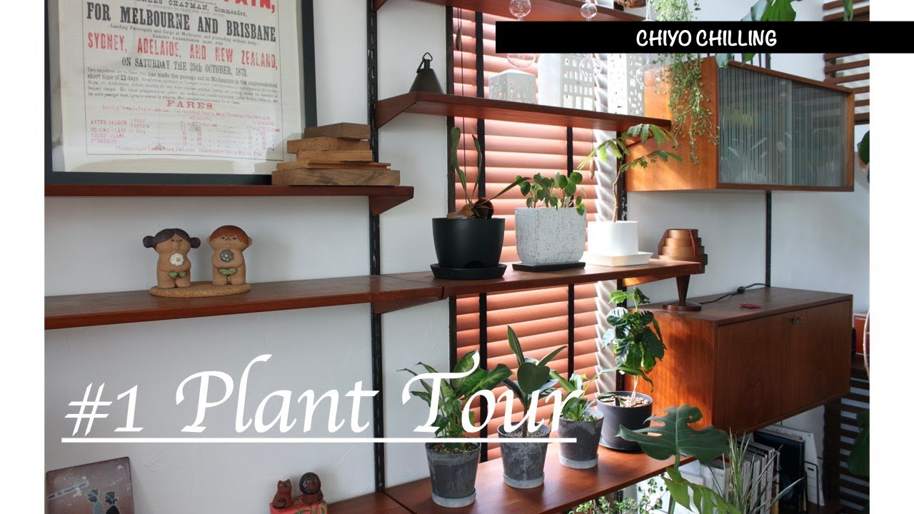 【観葉植物】我が家の観葉植物紹介 vol.1｜北欧家具｜インテリア