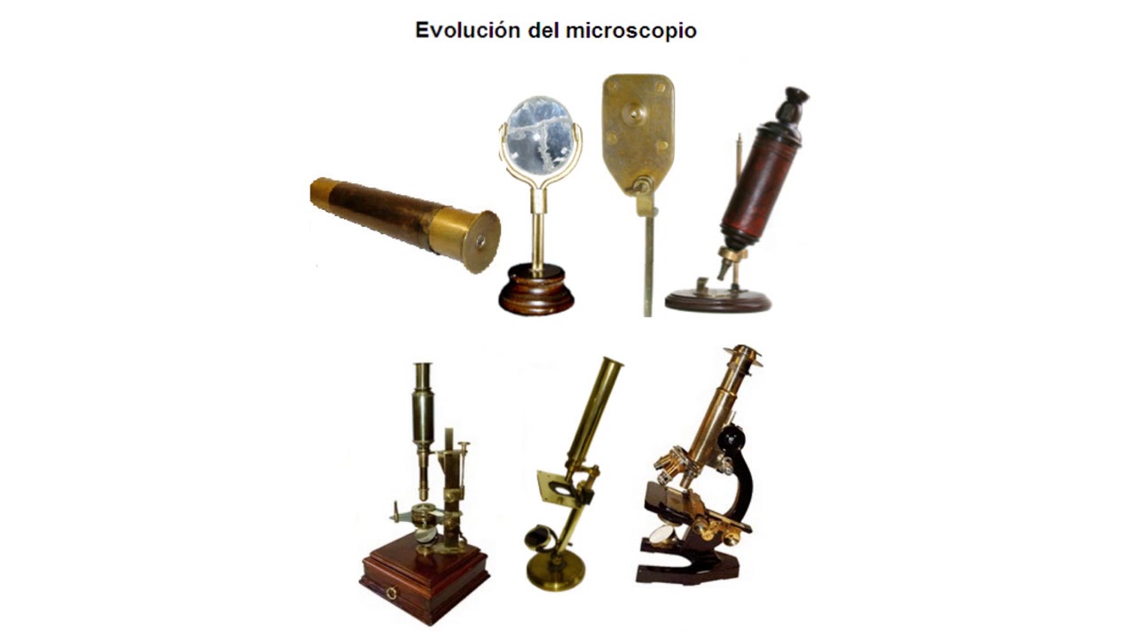 La teoria celular - 1ESO